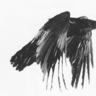 SunRaven01