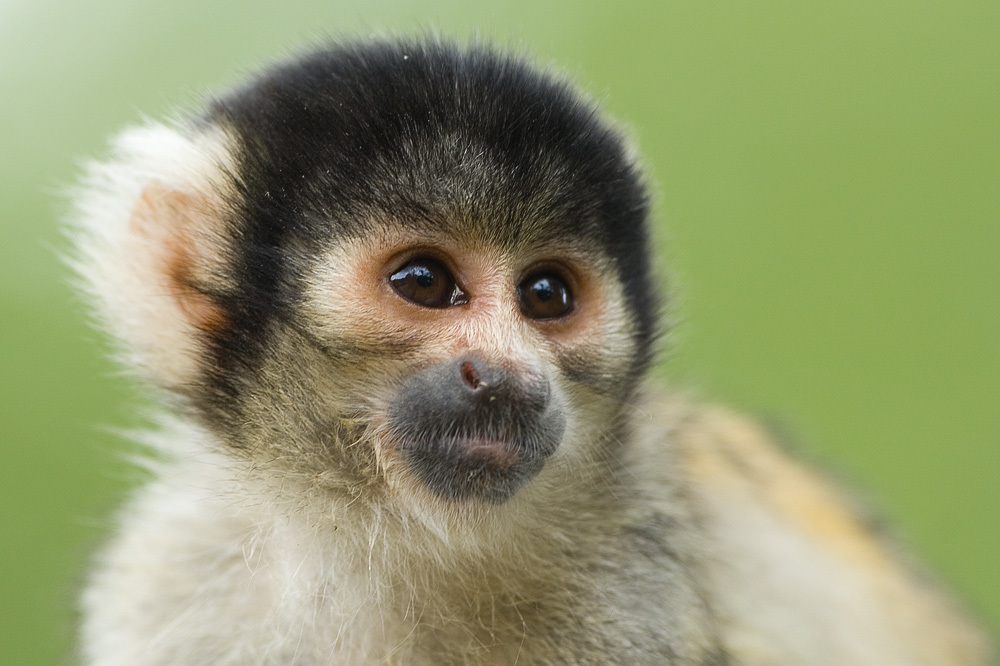 Roth_Monkeypaw