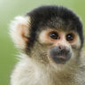 Roth_Monkeypaw
