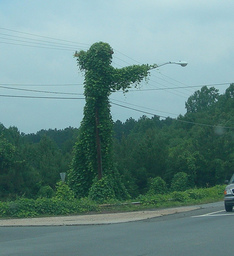 Uncle Kudzu