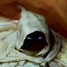 Noctivagant