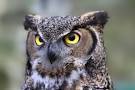 MisterOwl