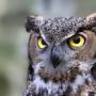 MisterOwl