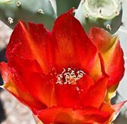 wendy_adams_7792