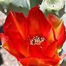 wendy_adams_7792