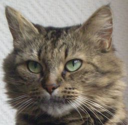 Jedyte