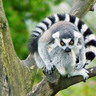 Lemur