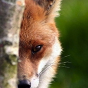 FoxygenTank