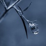 Dewtide