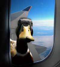 A_Duck