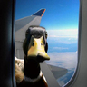 A_Duck