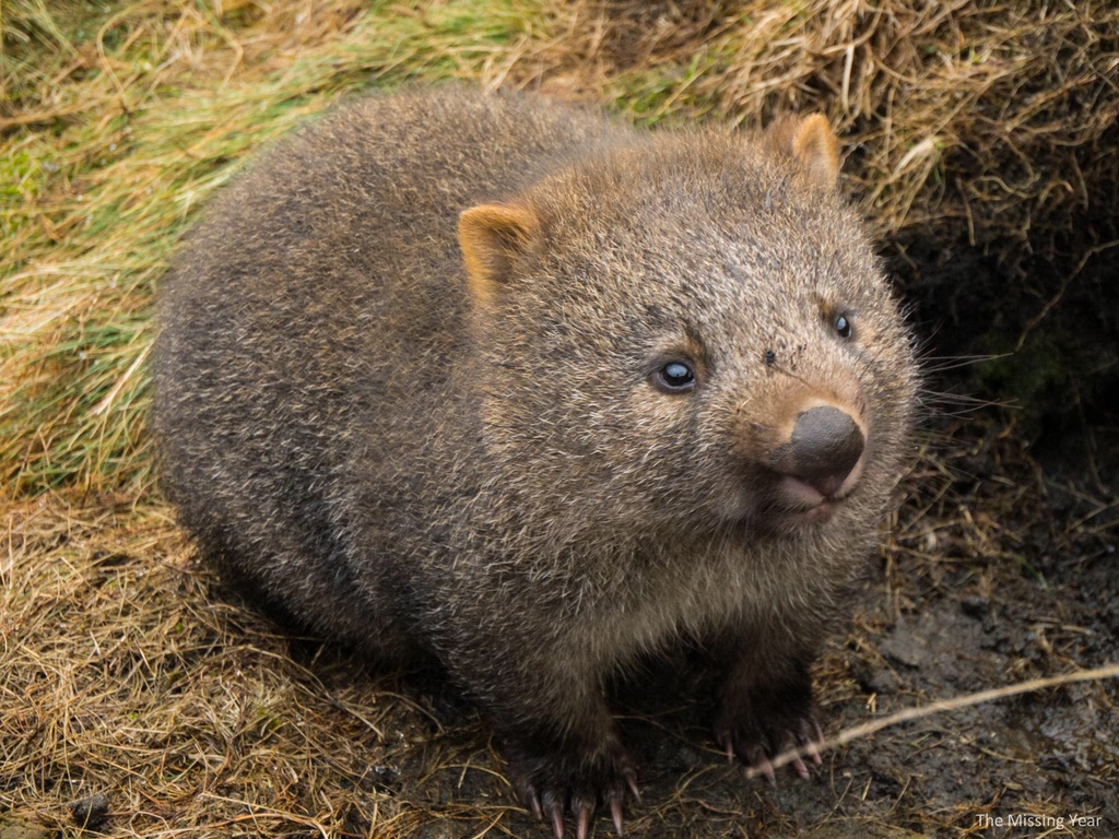 AngryWombat