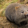AngryWombat