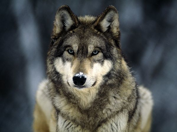 Wolf Wolf