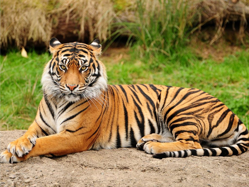 Tiger Tiger