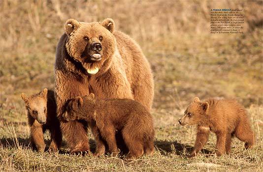 Bear Bear