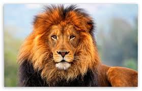 Lion Lion