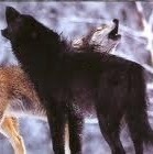 wolf_king_4455