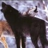 wolf_king_4455