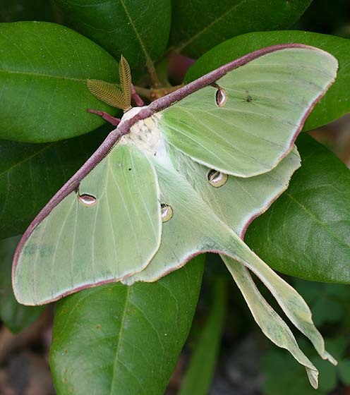 lady_papillon