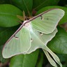lady_papillon