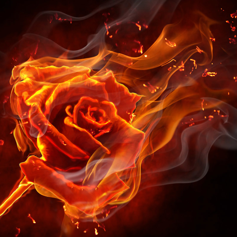 Darkrose