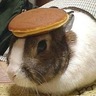 DotDot