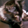Elenol