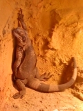 MythThrazz