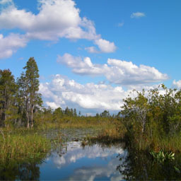 Swampdweller