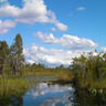 Swampdweller