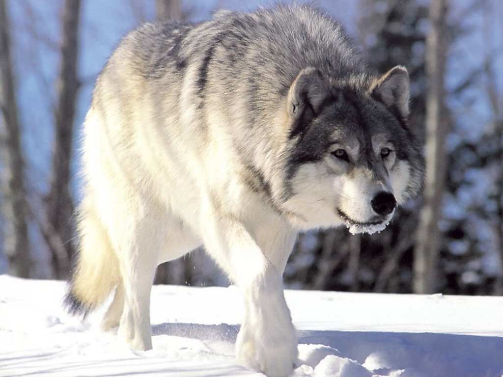 mystwolf