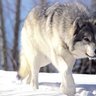 mystwolf