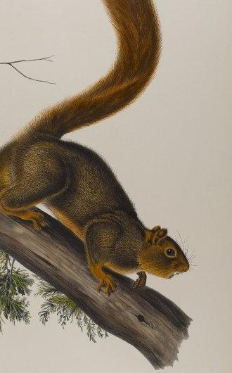 'Red Tail' 'Red Tail'