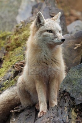 Dragynfox