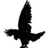 duskhawk