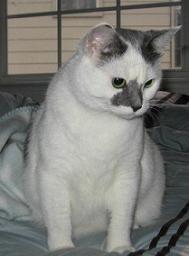 TacoTsar