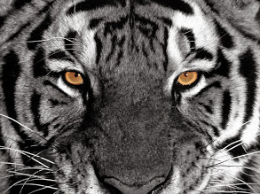 WhitePaws
