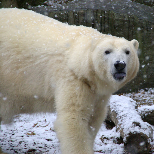 fluffybnny