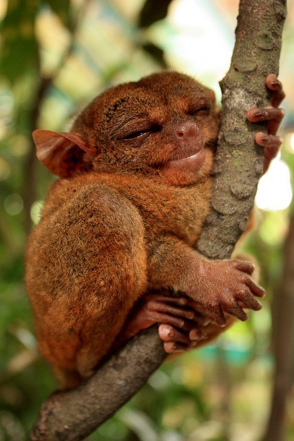 wilfredhariden