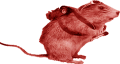 Menecrates