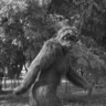 Bigfoot13