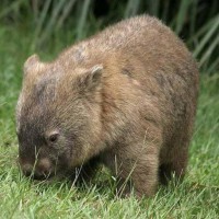 Wombat