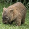 Wombat