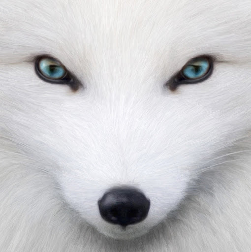 Icedfox