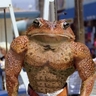 Captain_Spanky