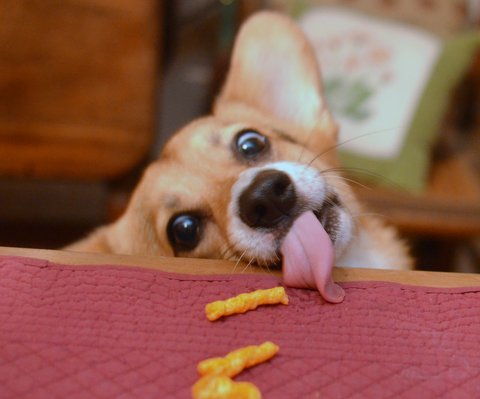 Noodlebear