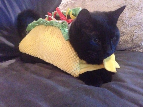 TacoCat