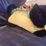 TacoCat