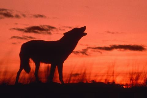 Dusk